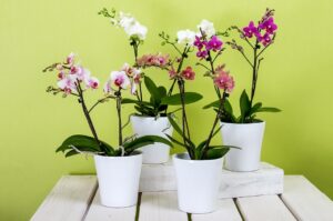 Evde orkide bakımı