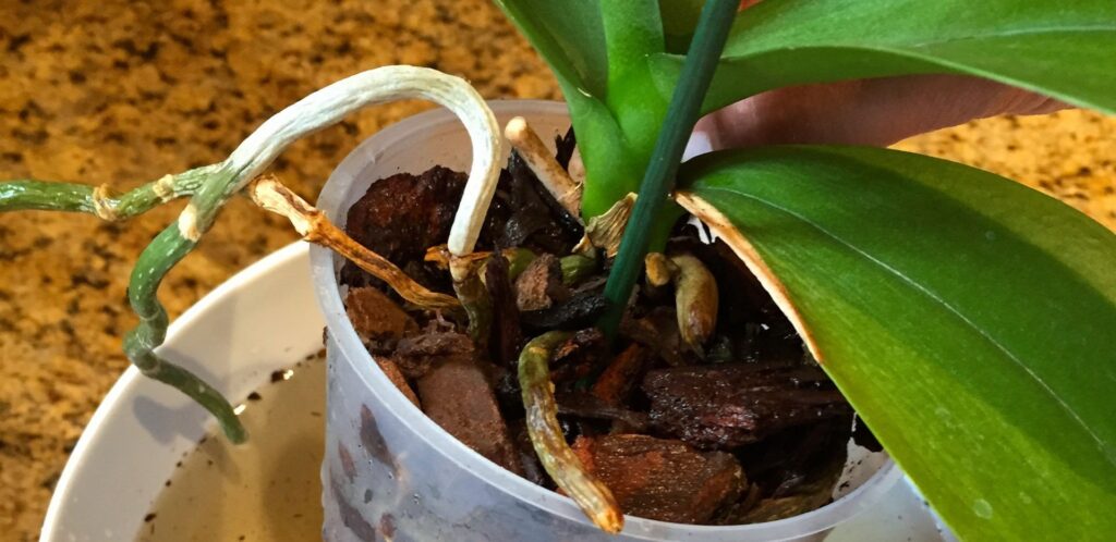 kuruyan orkide nasıl canlandırılır 