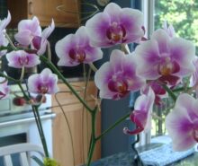 orkide bakımı