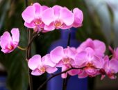 orkide sembolü
