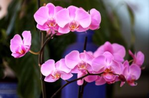 orkide sembolü