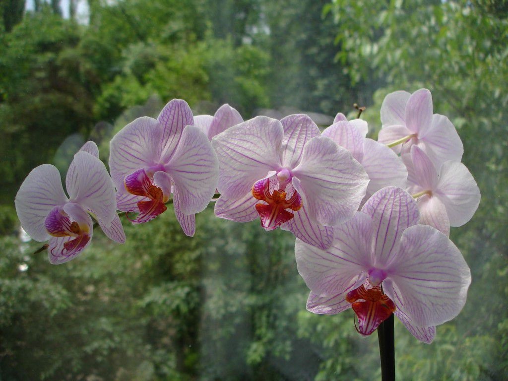 orkidenin anlamı