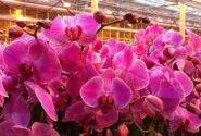 orkide vitamin besini