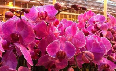orkide vitamin besini