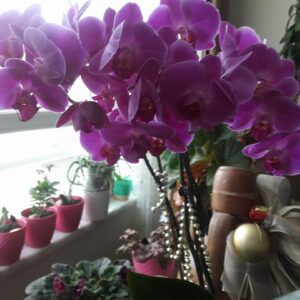orkide çiçekleri neden dökülür