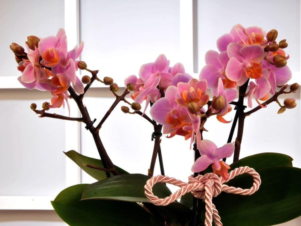 orkide çiçekleri neden dökülür 