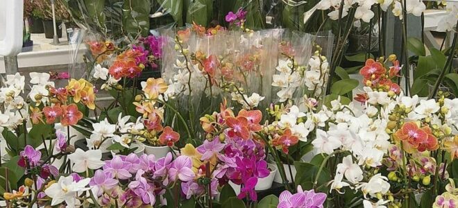 çiçek açan orkide
