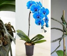 orkide nasıl çoğaltılır