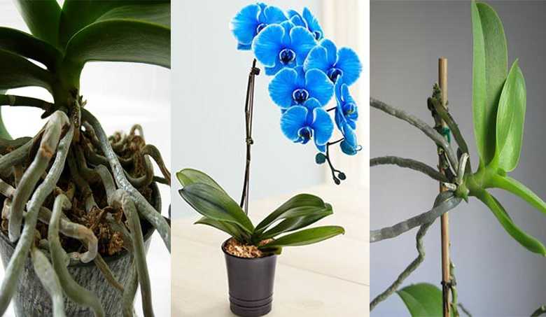 orkide nasıl çoğaltılır 