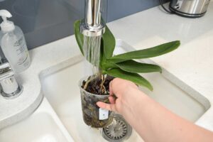 orkide sulama