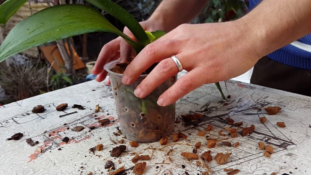orkide toprağı nasıl değiştirilir