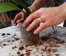 orkide toprağı nasıl değiştirilir