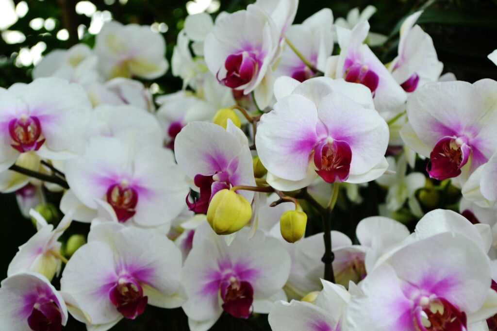 orkide türleri Orkide Sevdası