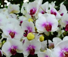 orkide türü