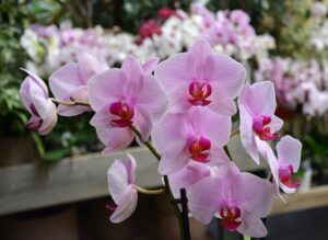 orkide türleri