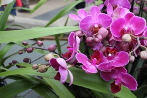 orkide vitamini türü