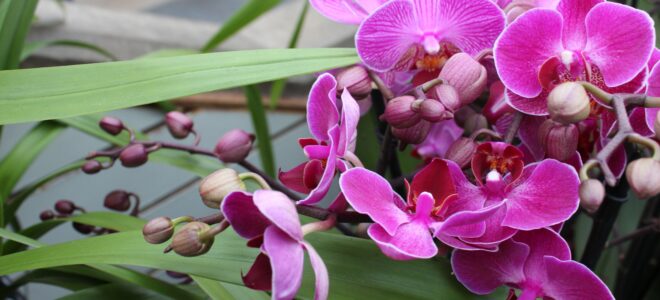 orkide vitamini türü