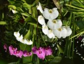 phalaenopsis orkide