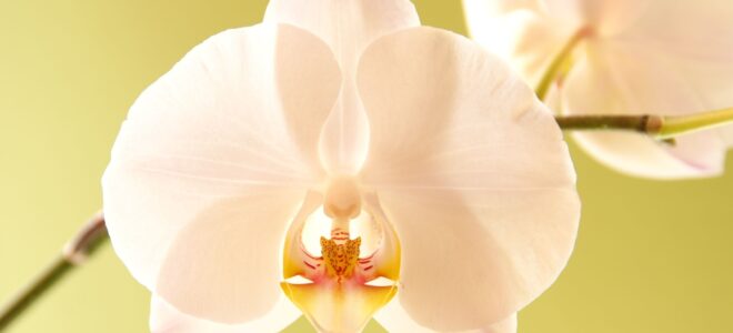 sarıya orkide yaprağı