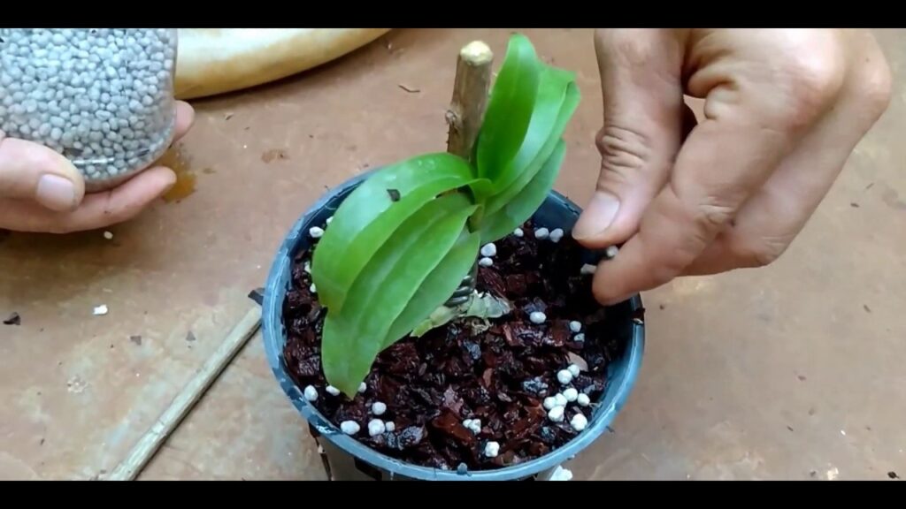 tohumdan orkide nasıl yetişir