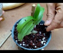tohumdan orkide nasıl yetişir