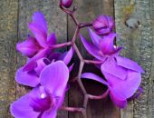 orkide çiçeği nasıl yetişir?