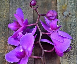 orkide çiçeği nasıl yetişir?