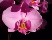 orkideler nerede yetişir?