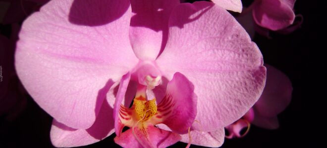 orkideler nerede yetişir?
