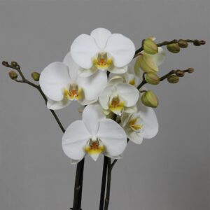 Beyaz orkide çiçeği nasıl yetişir?